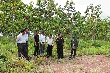 Gia Lai: Dự án chuyển đổi 50.000 ha đất rừng nghèo sang trồng cao su - Doanh nghiệp có được phép tự chuyển đổi cơ cấu cây trồng? (3)